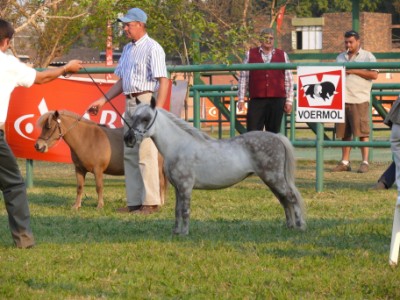 Renske - Junior  Champion Mare and reserver larget champion mare
